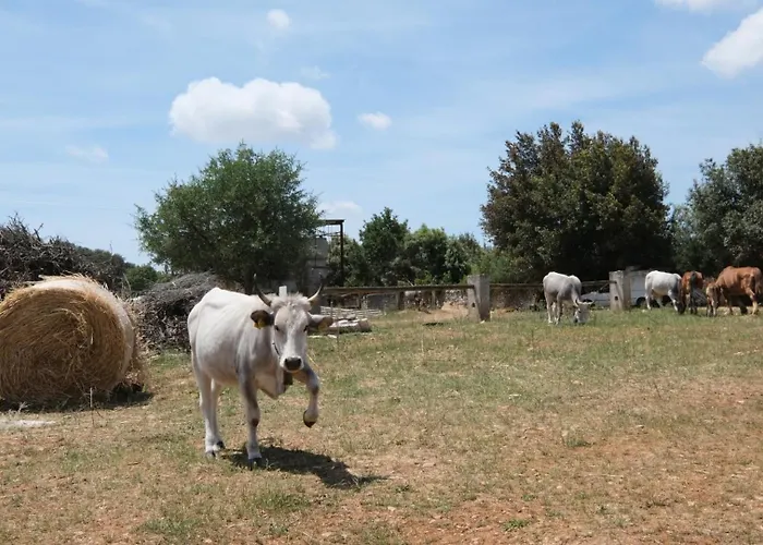 Agriturismo il Vignaletto Martina Franca